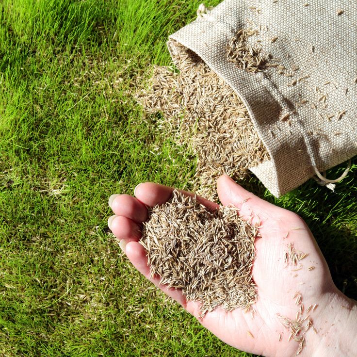how to plant grass seed in the fall for a thick lawn next spring 3 big secrets to seeding!