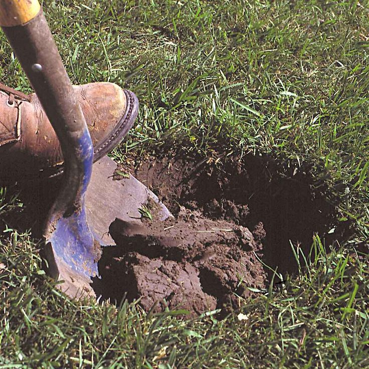 replacing lawn with a garden